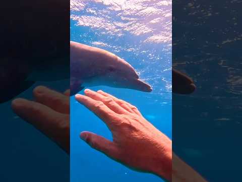 Morning dream! #dolphins #courtintheact #lifestyle #watersport #pov