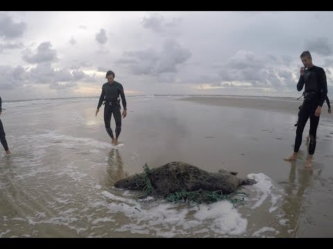 Kitesurf session turns into SEAL rescue! – kitesurf videó és tippek
