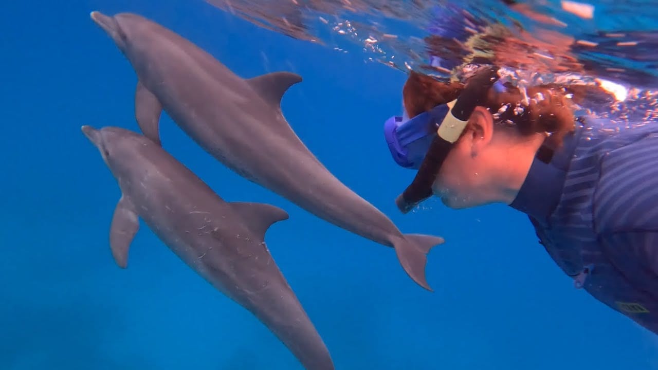😍😍 🐬 🐬 What happens on a kite safari whilst waiting for the wind – kitesurf videó és tippek